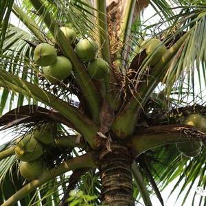 柬埔寨人的椰子，你服了吗？