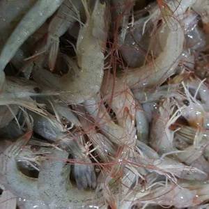 柬要求欧盟撤回从柬进口鱼类的“禁令”