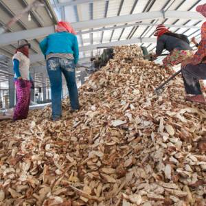 香港上市公司欲用三年助柬埔寨木薯“脱困”