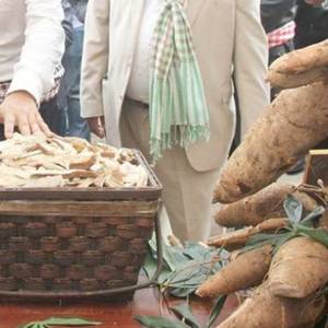 柬泰公司合作 推动有机木薯出口
