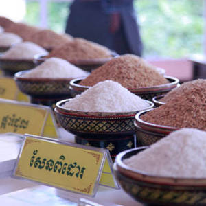 柬埔寨大米增收 价格走俏