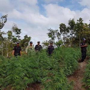茶胶省打击大麻园