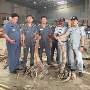 西港货柜暗藏象牙