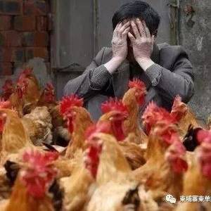 柬埔寨爆发禽流感，同胞们注意饮食安全