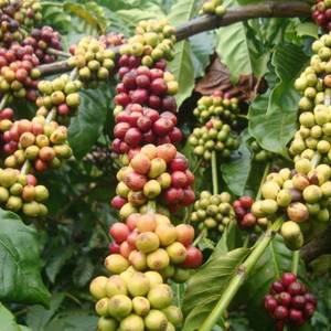 有机咖啡豆需求高