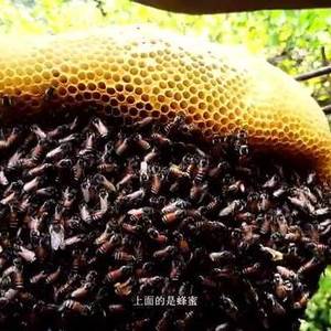 特省养殖蜜蜂‧业者扩大规模