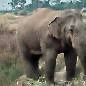 一头小象从泰国越境到柬埔寨卜省