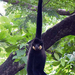 濒临绝种黄脸长臂猴 柬所拥有世界上最多