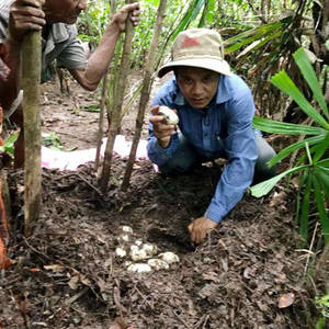 拯救濒危野生“山鳄鱼”  绝种只在须臾之间
