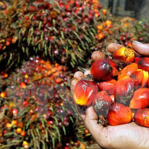 欧盟对棕榈油下禁令 市场影响不容小觑