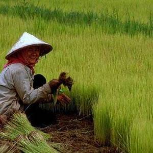 洞里萨湖地区水稻 或被列入地理标志