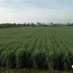爆料 | 柬一中资糖厂，拖欠100多名员工5个月工资
