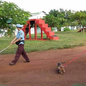 CMAC繁殖嗅雷犬