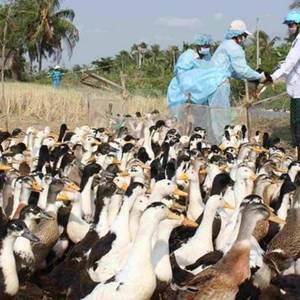 波罗勉省巴普农县发现H5N1禽流感疫情