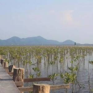 柬埔寨“爱情湖”知道吗？