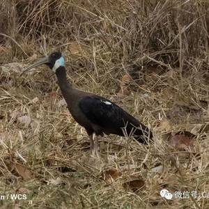 柏威夏野生动物保护区  发现珍稀鸟巢