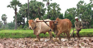 柬农业目前的生产工具已由机器逐步取代