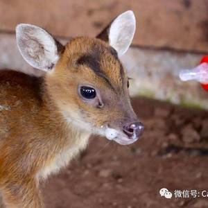 小赤麂失野外生存能力