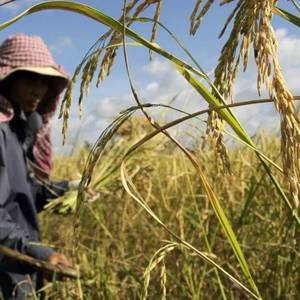 柬埔寨农业增长率放缓