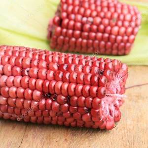 市场需求高  红玉米产量有待提升