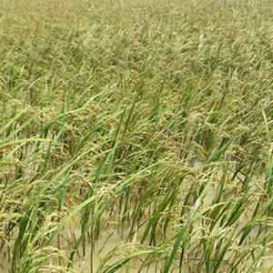 全国旱季稻种植面积大幅增长