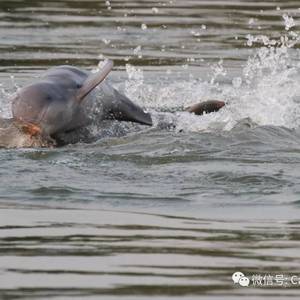 保护湄公河喜讯  淡水豚数量增加
