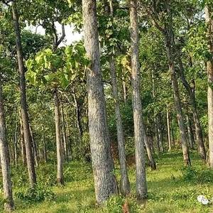 柬新划分3万顷林地做野生动物栖息地