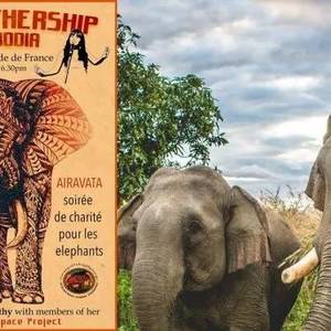 爱象人士捐款救助柬埔寨大象