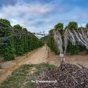 柬埔寨贡布 胡椒植物园