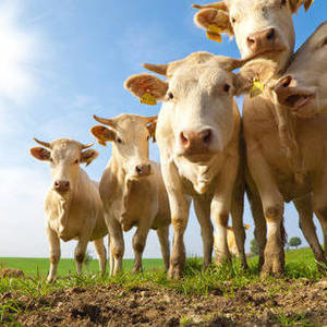 茶省畜牧饲养业经济大幅增长
