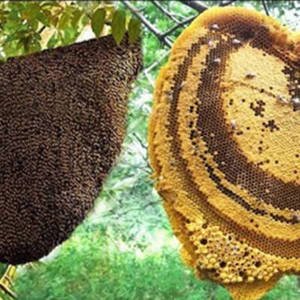 柬野生蜜蜂产量大幅增加