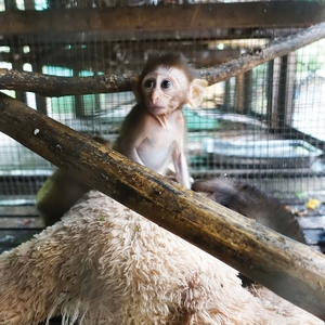 柬埔寨动物园