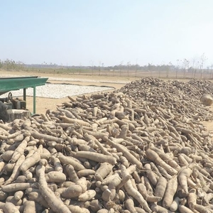 大型木薯加工项目在柬签约！