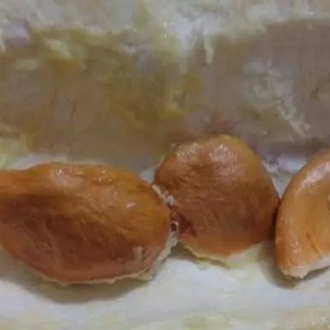 榴莲核也能吃你知道吗？