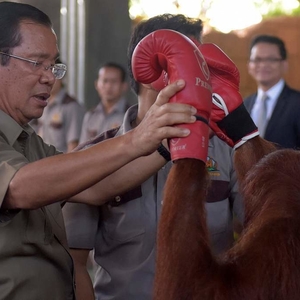 柬埔寨首相洪森参观动物园 与猩猩拳击手“过招”