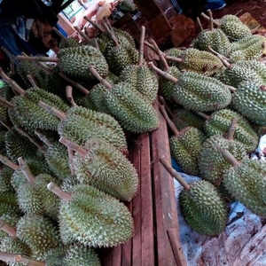 马省的大米贡布的榴莲 ​柬埔寨的农产品很诱人