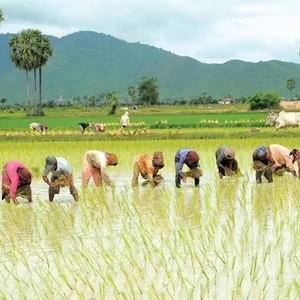 全国雨季稻种植面积已完成计划六成